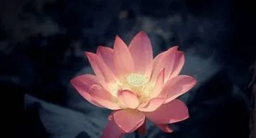 Цветочная астрология